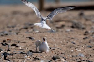 Little-Tern-Flying-Chick-Portrane