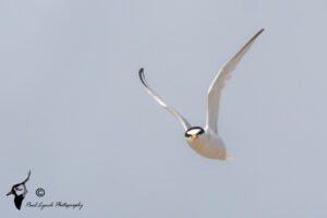 Little-Tern-Flying-Portrane