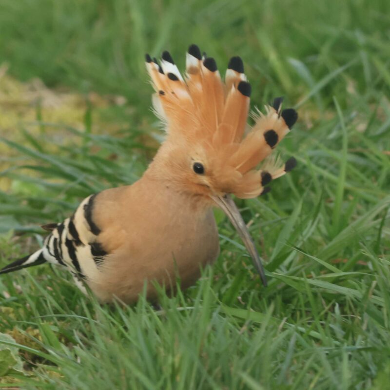 A Hoopoe bird with pinkish-buff plumage, black-and-white striped wings, and a prominent crest. The bird is foraging in the grass, showcasing its distinctive features against a natural backdrop.