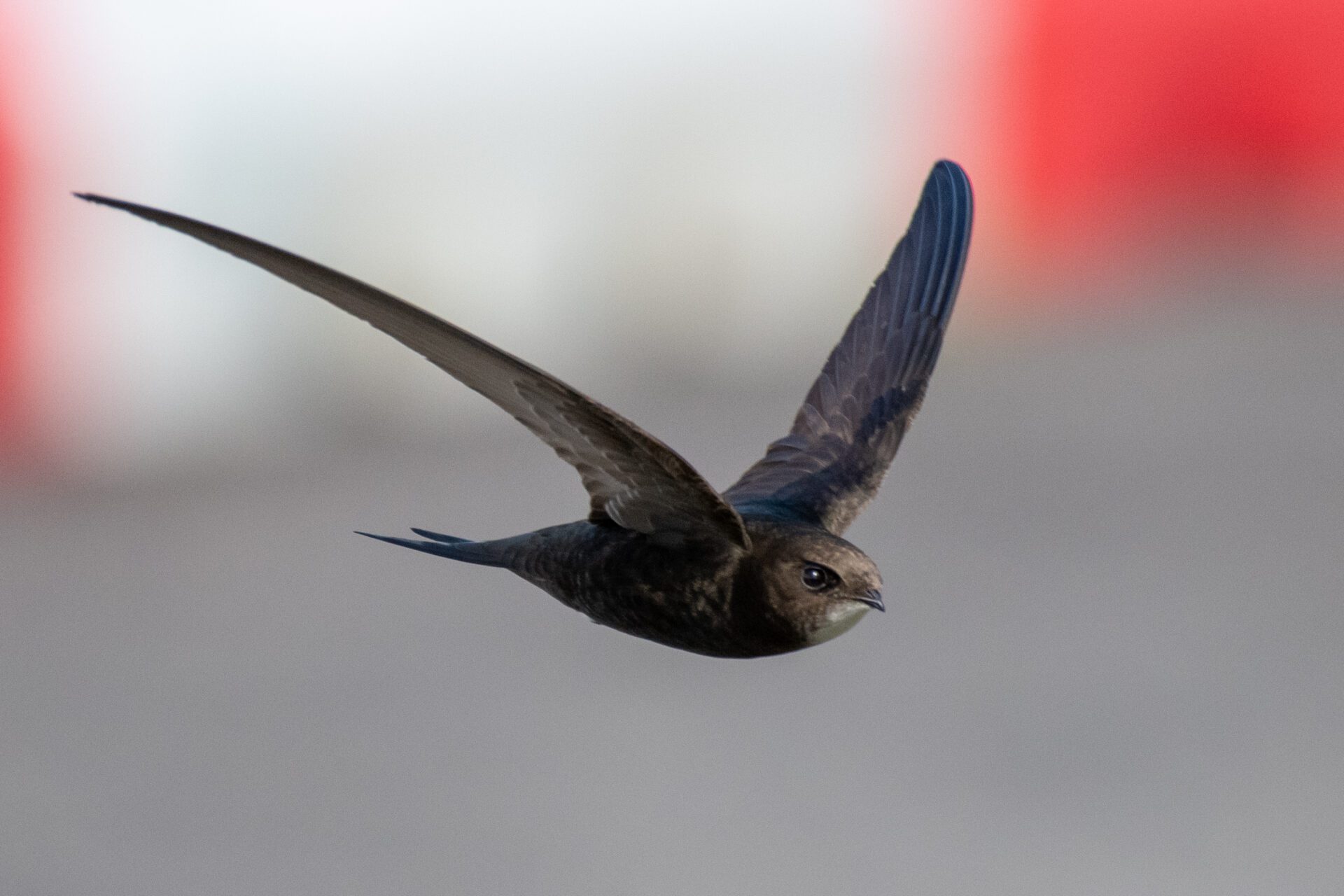 Surveys underway in Fingal, South Galway and West Cavan to locate Swift nest sites