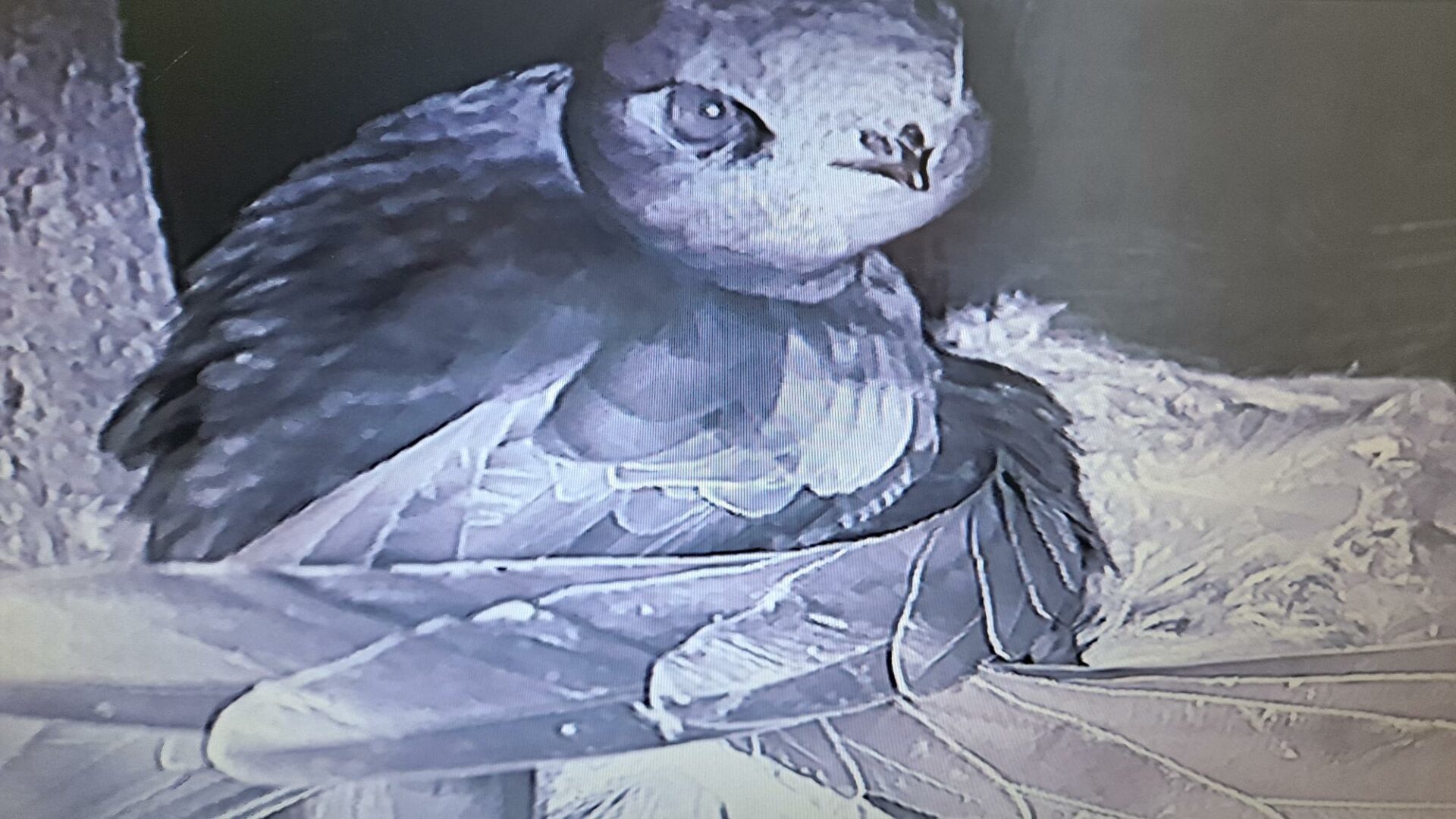 Celebrating Action for Nature: Shane Moore - BirdWatch Ireland