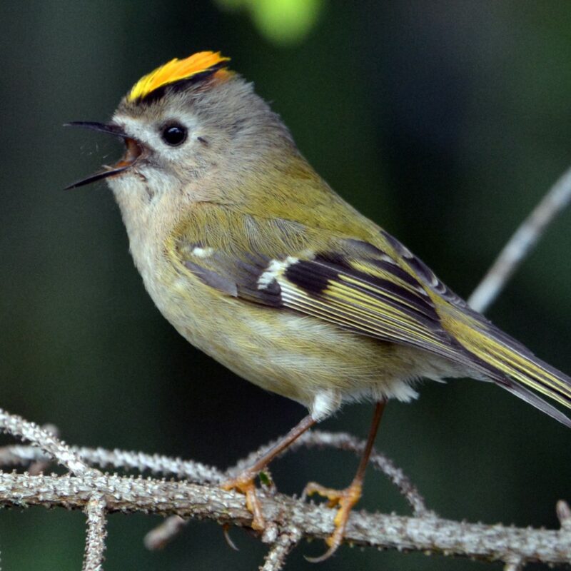 Goldcrest, Ireland's smallest bird