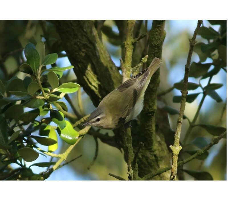 Red-Eyed Vireo by Brian McCloskey