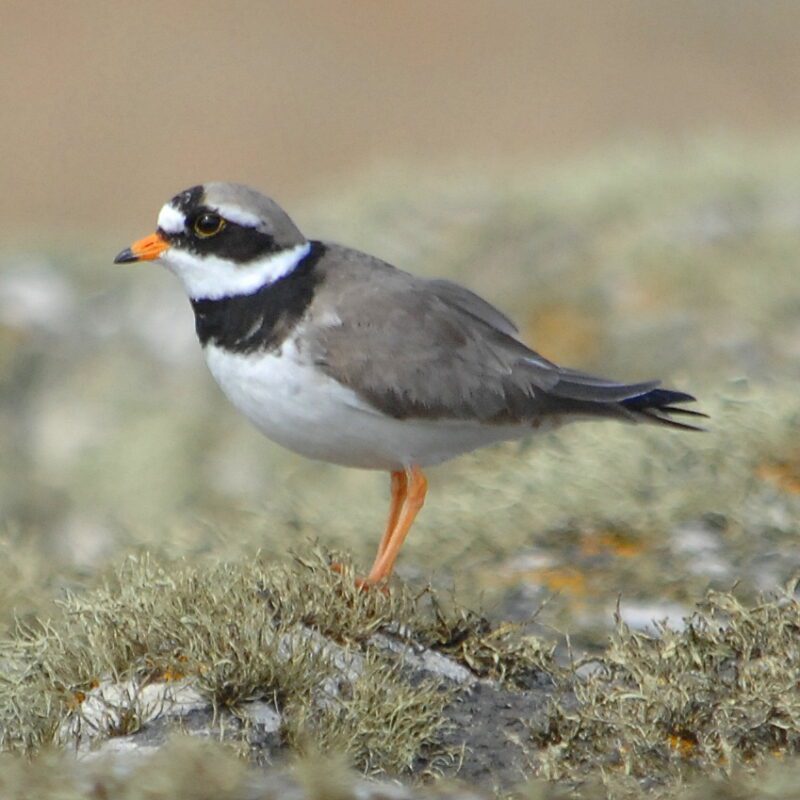 Common Ringed Plover, Tory Island.