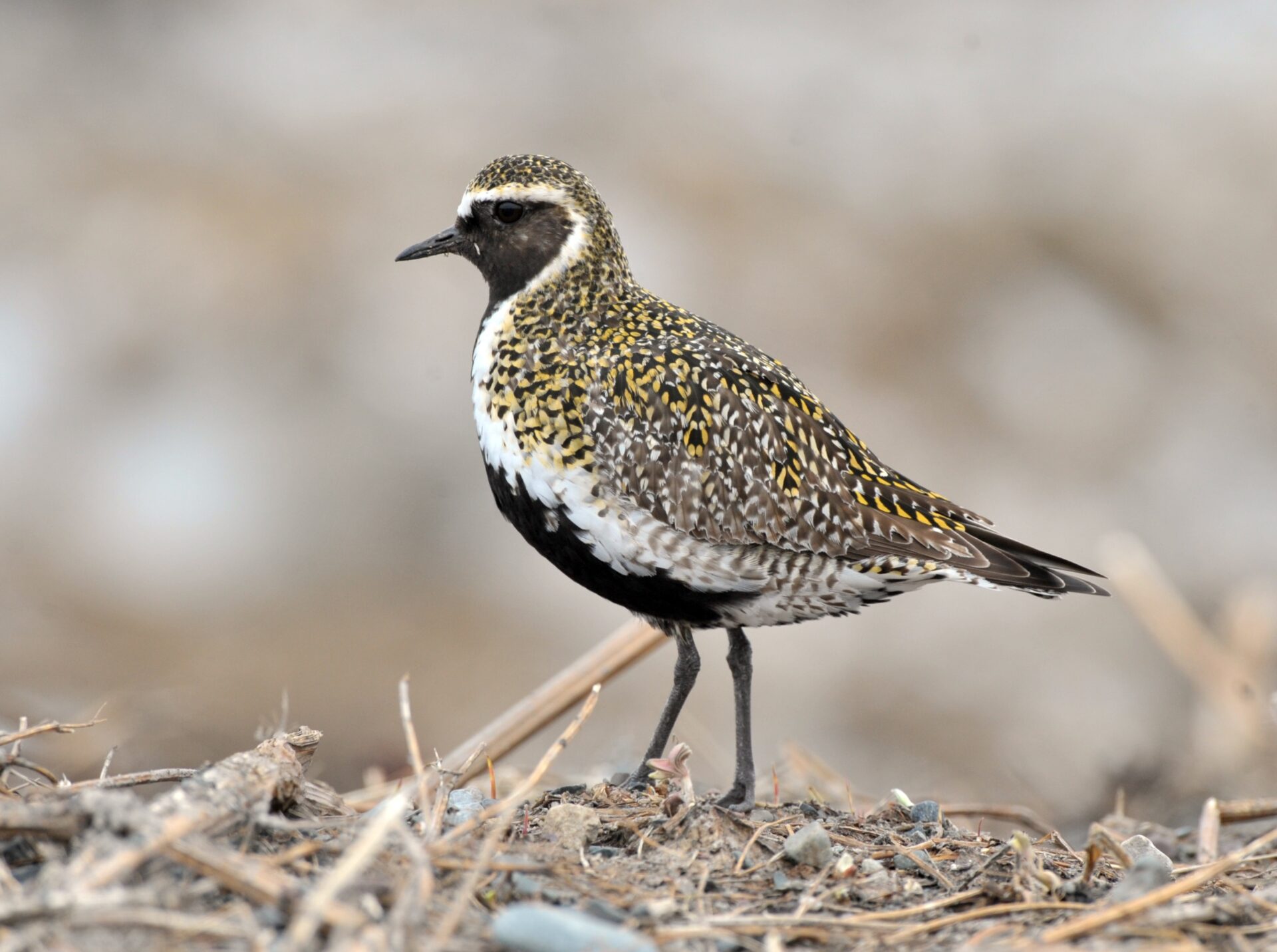 BirdWatch Ireland welcomes the scrapping of the winter stubble rule