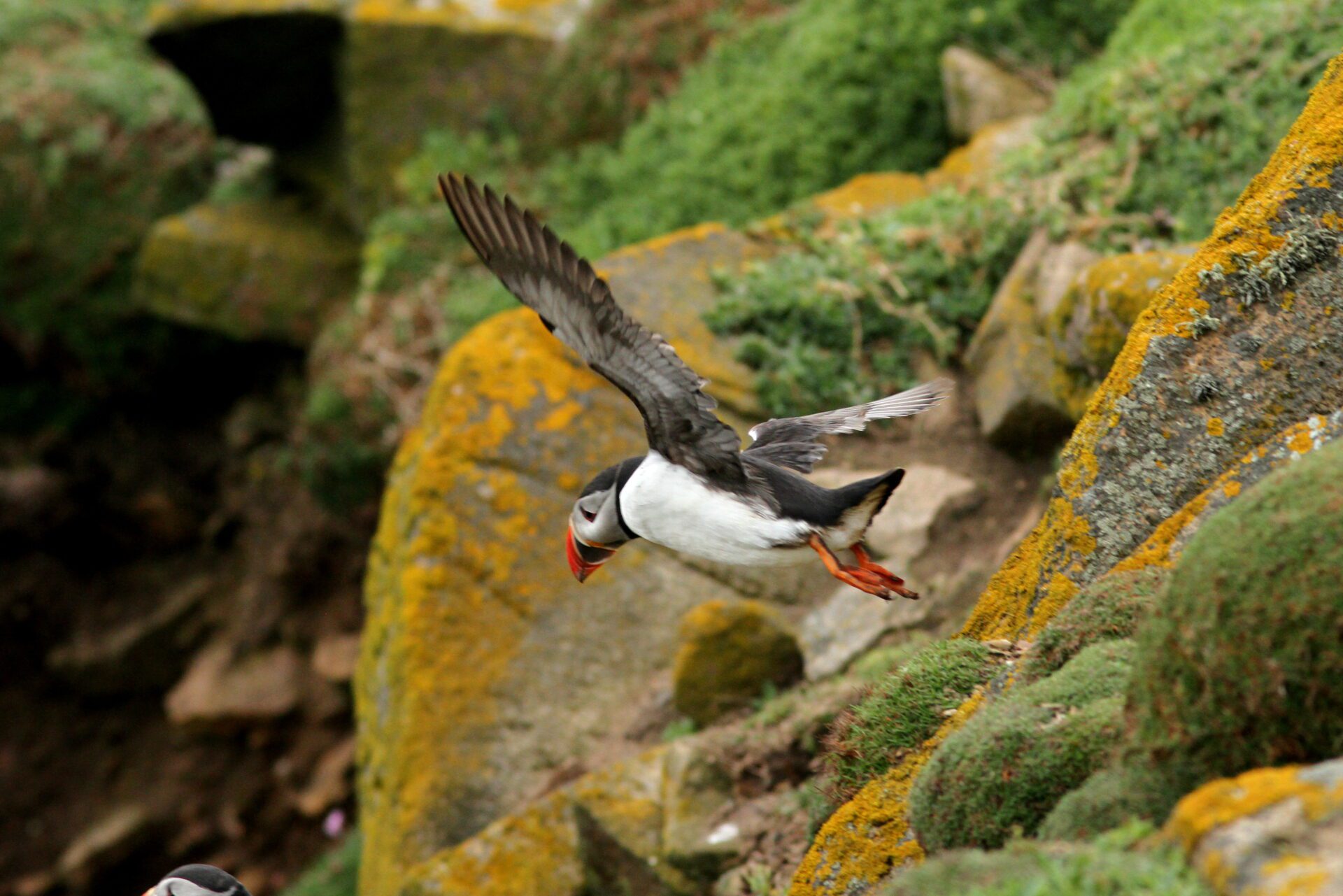 BirdWatch Ireland will march for end to fossil fuel era and greater protection for seabirds