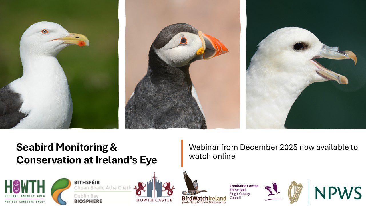 ‘Seabird Monitoring & Conservation at Ireland’s Eye’ Webinar now online