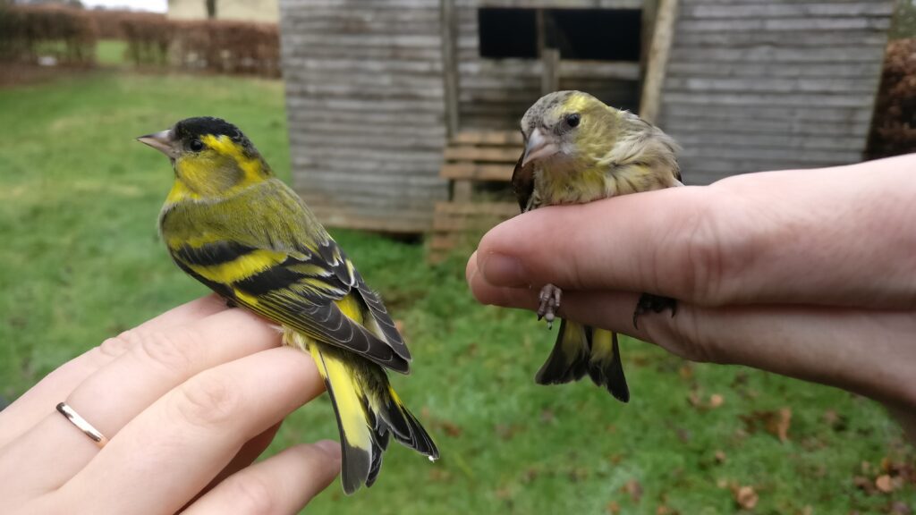 Two Siskins being held by ringers.