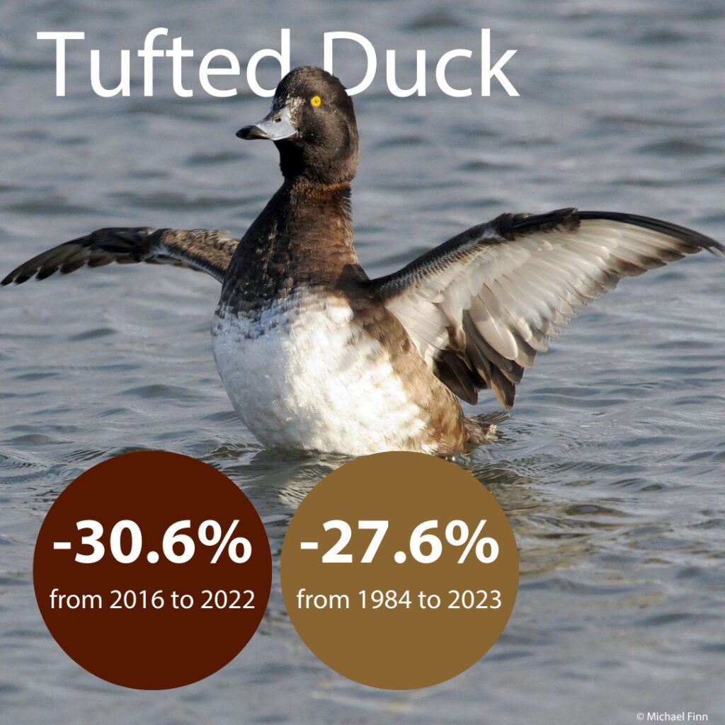 tufted-duck-with-two-circle-popups-showing-population-declines-of-30.6-percent-over-4-years-and27.6-percent-over-30-years