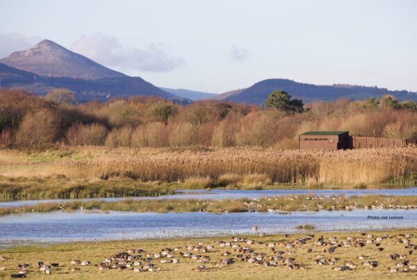 wetland-waterbirds-autumn-colours