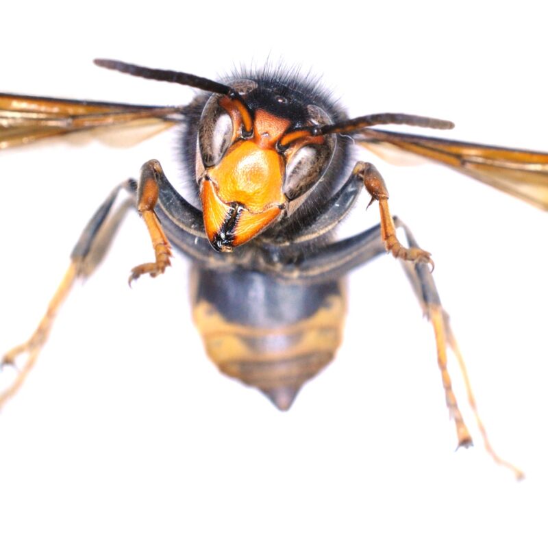 Asian Hornet (Aidan O'Hanlon National Museum of Ireland)