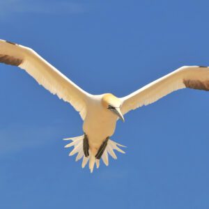 John Carey Nature Print - Gannet