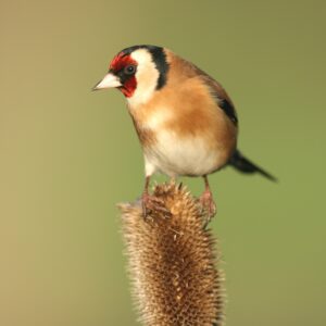 John Carey Nature Print - Goldfinch