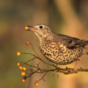 John Carey Nature Print - Mistle Thrush