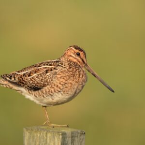 John Carey Nature Print - Snipe