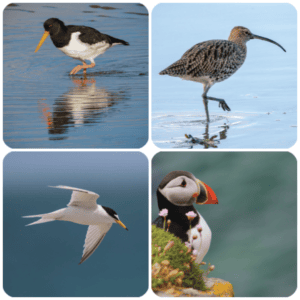 Robert O’Leary Wildlife Coasters 4 pack – Sea Birds